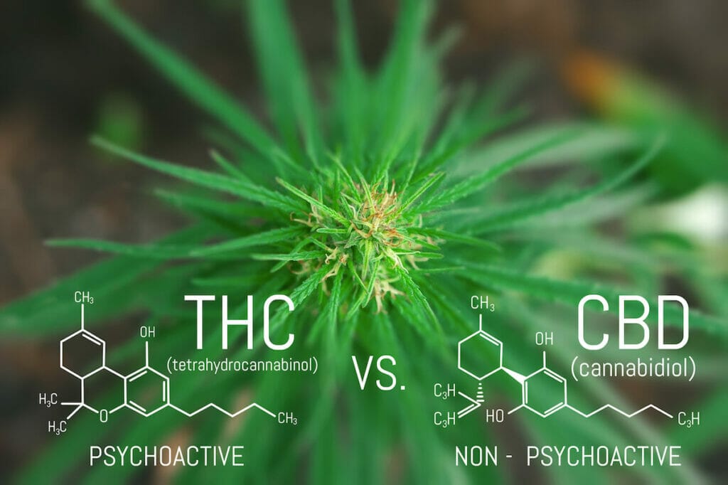 infographic of THC vs CBD with molecular structure and picture of marijuana plant in background