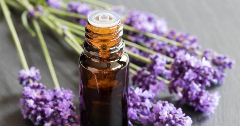 bottle of lavender essential oil with lavender plants